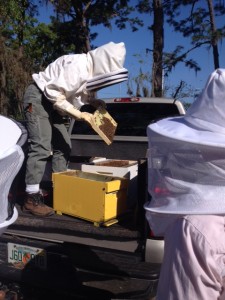 Transferring bees