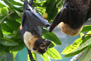 fruit bats